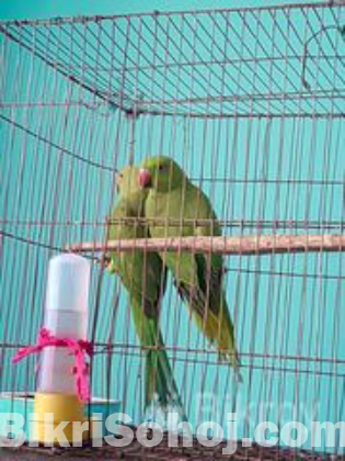 টিয়া পাখি